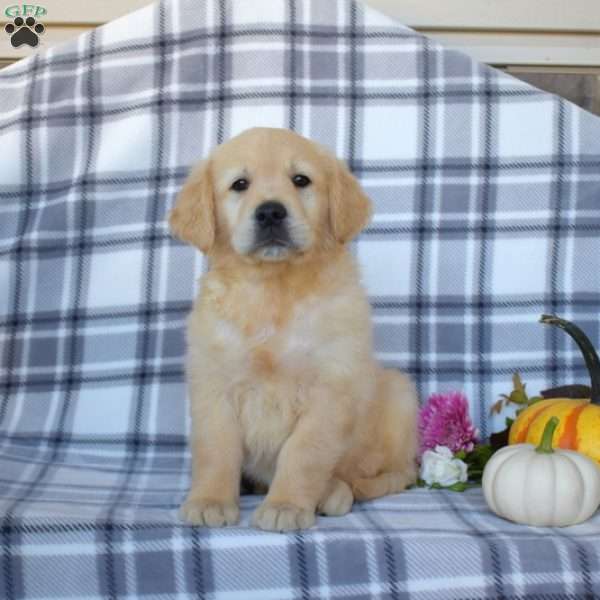 Rachel, Golden Retriever Puppy