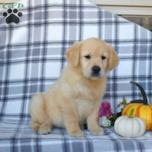 Rachel, Golden Retriever Puppy