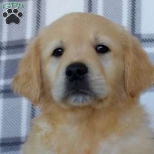 Rachel, Golden Retriever Puppy