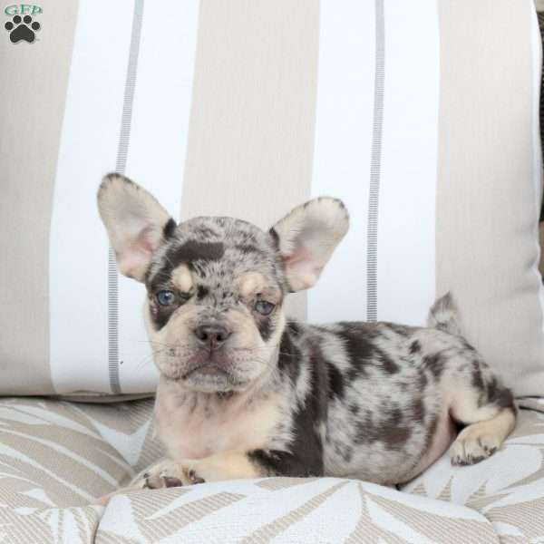 Rain, French Bulldog Puppy