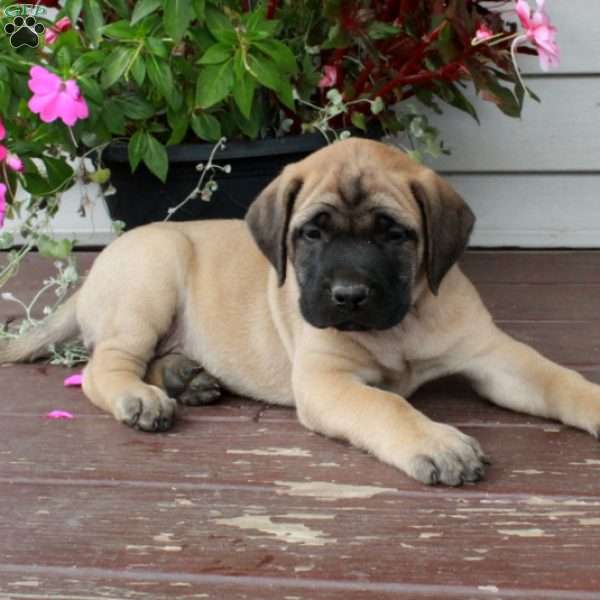 Raina, English Mastiff Puppy
