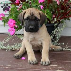 Raina, English Mastiff Puppy