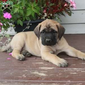 Raina, English Mastiff Puppy