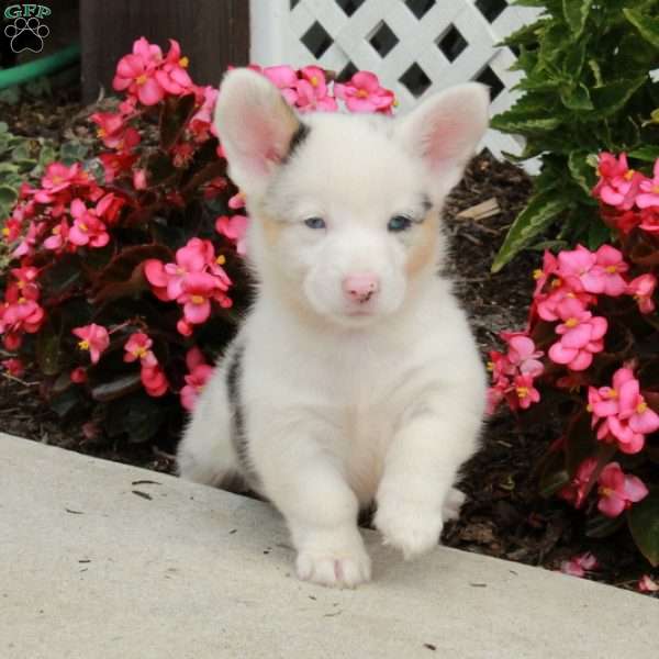 Raine, Pembroke Welsh Corgi Puppy