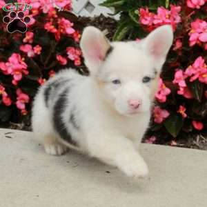 Raine, Pembroke Welsh Corgi Puppy