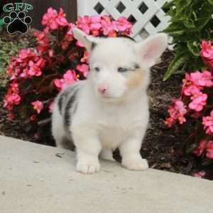 Raine, Pembroke Welsh Corgi Puppy