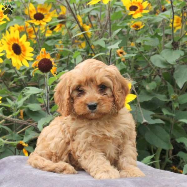 Ralph, Cavapoo Puppy