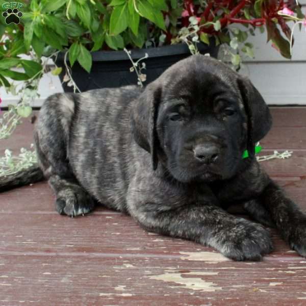 Rambo, English Mastiff Puppy