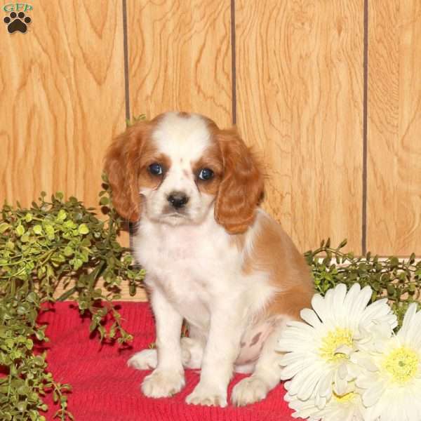 Rambo, Cavalier King Charles Spaniel Puppy