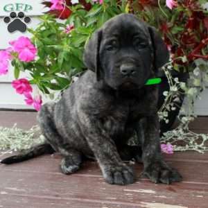 Rambo, English Mastiff Puppy