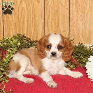 Rambo, Cavalier King Charles Spaniel Puppy
