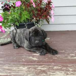 Rambo, English Mastiff Puppy
