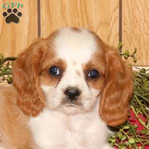 Rambo, Cavalier King Charles Spaniel Puppy