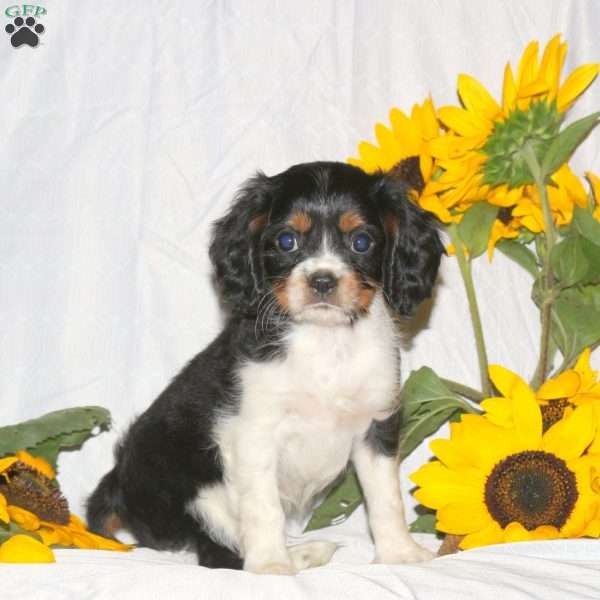 Randall, Cavalier King Charles Spaniel Puppy