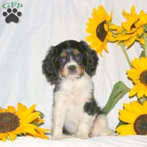 Randall, Cavalier King Charles Spaniel Puppy