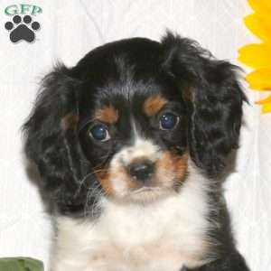 Randall, Cavalier King Charles Spaniel Puppy