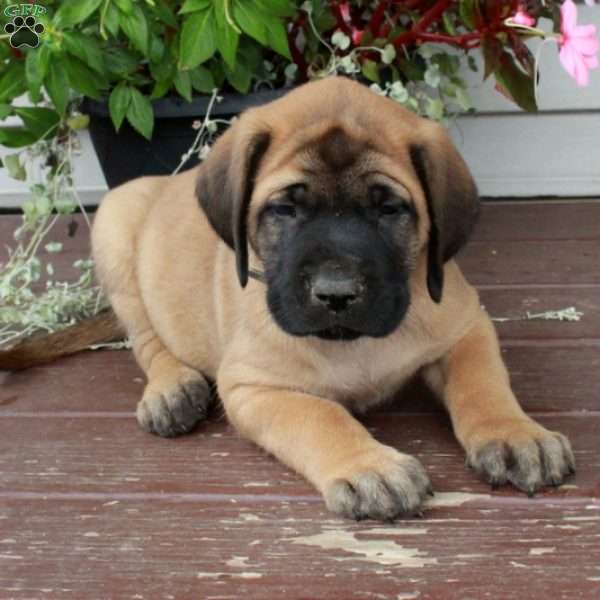 Ranger, English Mastiff Puppy