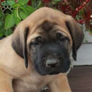 Ranger, English Mastiff Puppy
