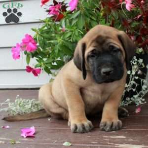 Ranger, English Mastiff Puppy