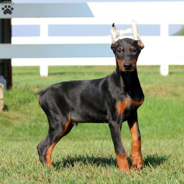 Ranger, Doberman Pinscher Puppy