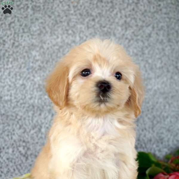 Rascal, Maltipoo Puppy