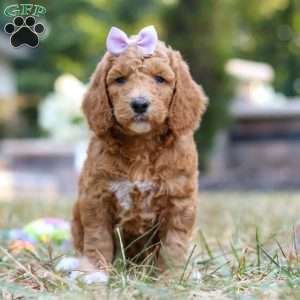 Raven, Standard Poodle Puppy