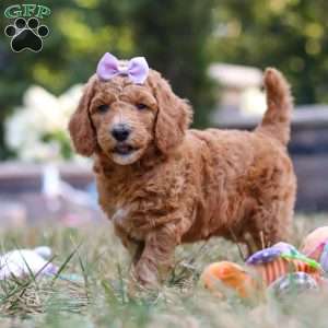 Raven, Standard Poodle Puppy