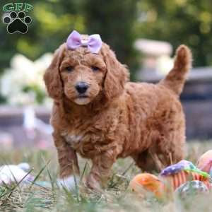 Raven, Standard Poodle Puppy