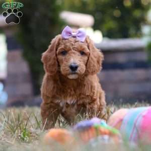 Raven, Standard Poodle Puppy