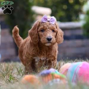 Raven, Standard Poodle Puppy