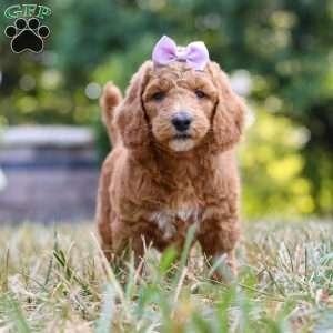 Raven, Standard Poodle Puppy