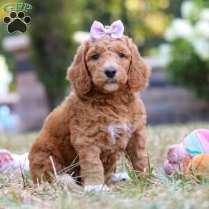 Raven, Standard Poodle Puppy