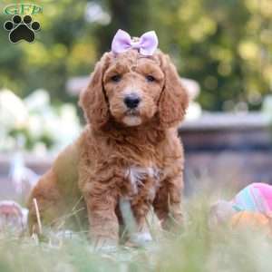 Raven, Standard Poodle Puppy
