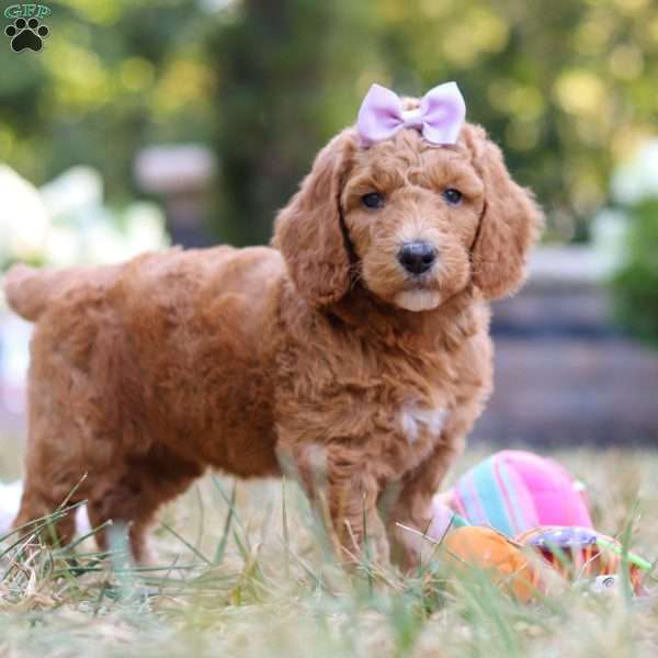 Raven, Standard Poodle Puppy