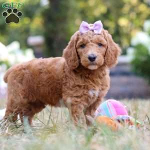 Raven, Standard Poodle Puppy