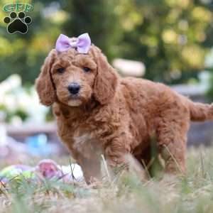 Raven, Standard Poodle Puppy