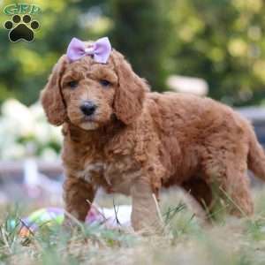 Raven, Standard Poodle Puppy