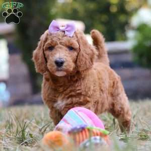 Raven, Standard Poodle Puppy