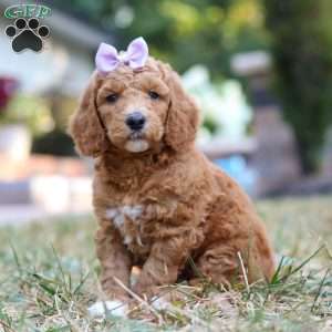 Raven, Standard Poodle Puppy