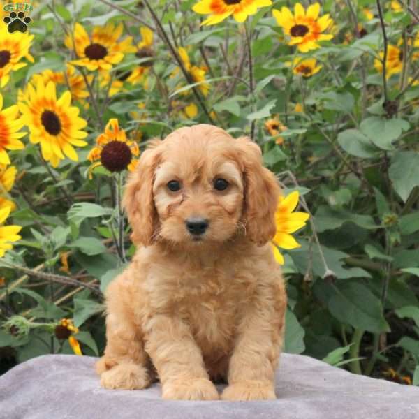 Ray, Cavapoo Puppy