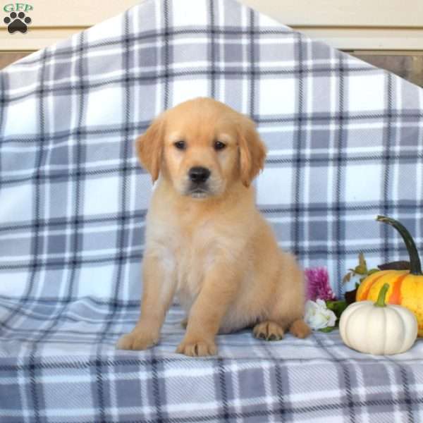 Raymond, Golden Retriever Puppy