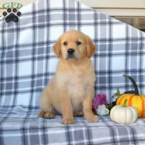 Raymond, Golden Retriever Puppy