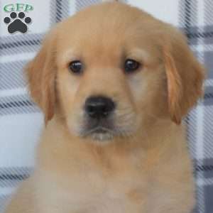 Raymond, Golden Retriever Puppy
