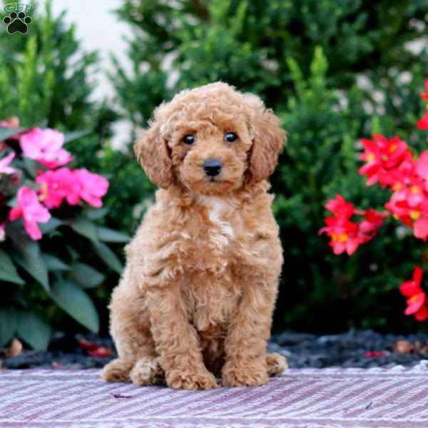 Rayna, Miniature Poodle Puppy