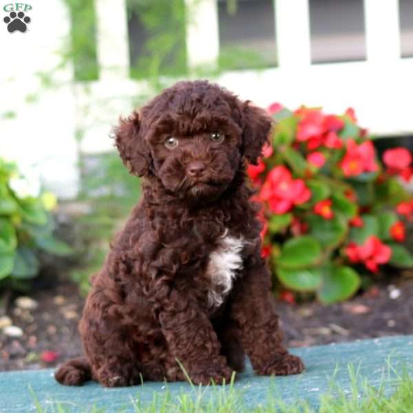 Rayna, Yorkie Poo Puppy