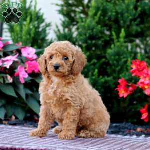 Rayna, Miniature Poodle Puppy