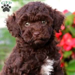 Rayna, Yorkie Poo Puppy