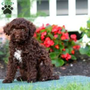 Rayna, Yorkie Poo Puppy