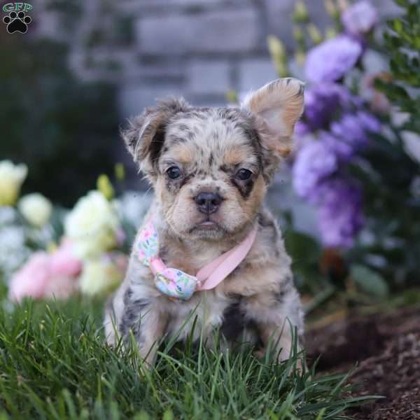 Reba, French Bulldog Puppy