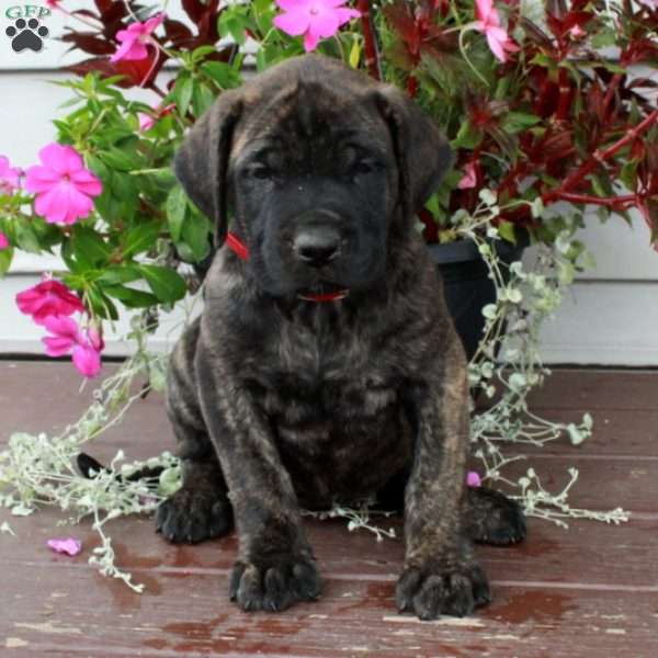 Reba, English Mastiff Puppy